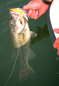 Winter Largemouth on Lake Eufaula