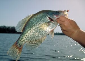 Winter Fishing Hotspot: Lake Guntersville's Big Crappie Adventure -  FishingBama