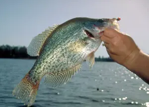 3 pound crappie