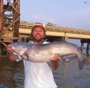 Lake Wylie's blue catfish are there for the taking, if you go to